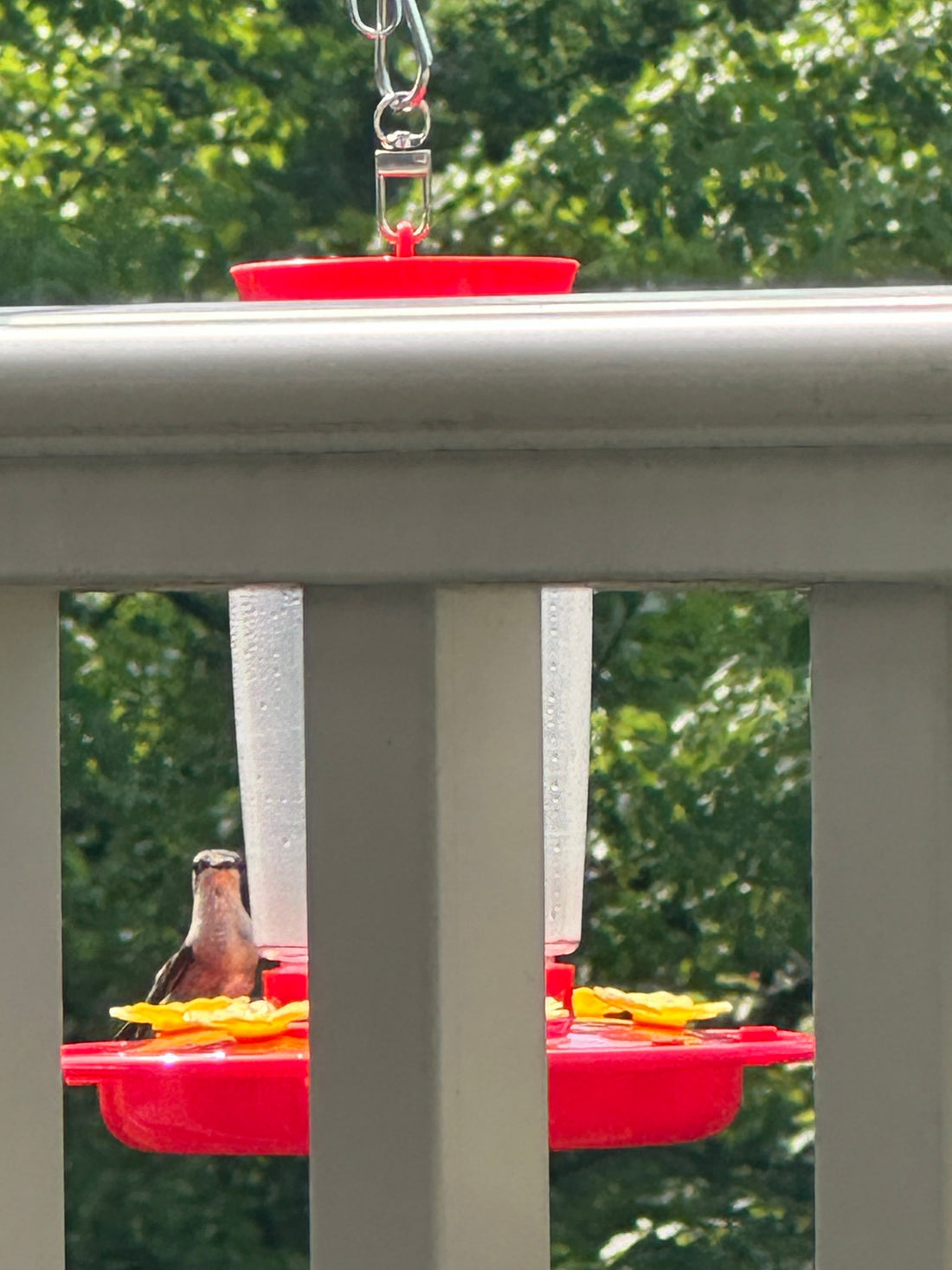 Hummingbirds Return